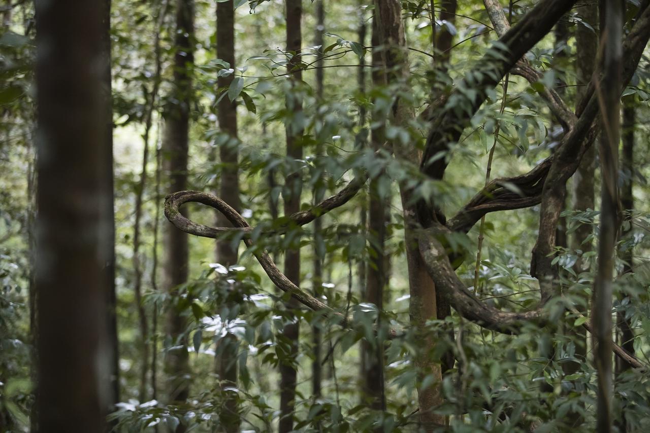 Sinharaja Forest Edge Deniyaya Extérieur photo